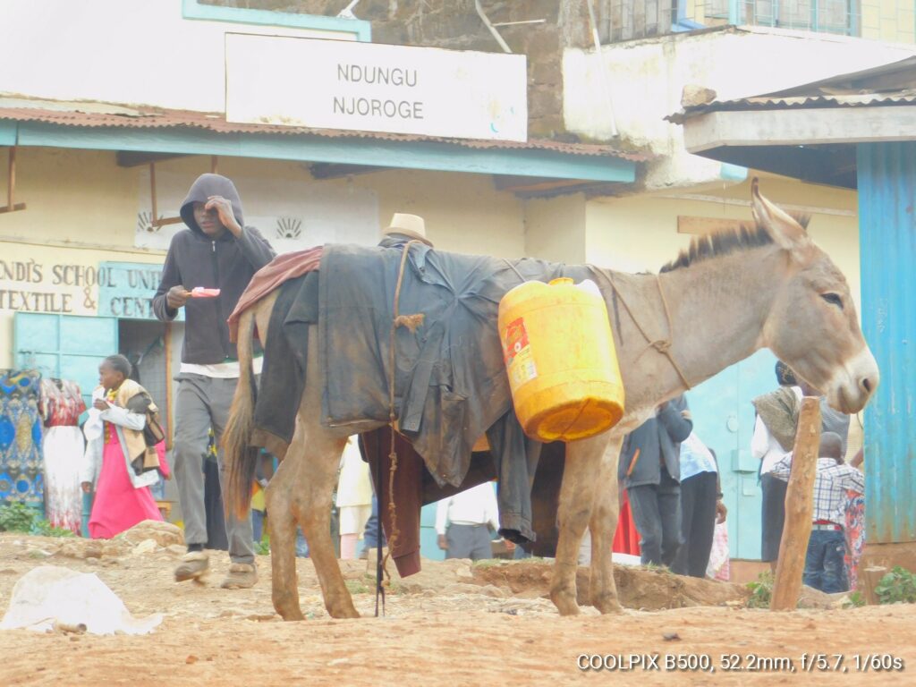 Donkeys in Dundori
