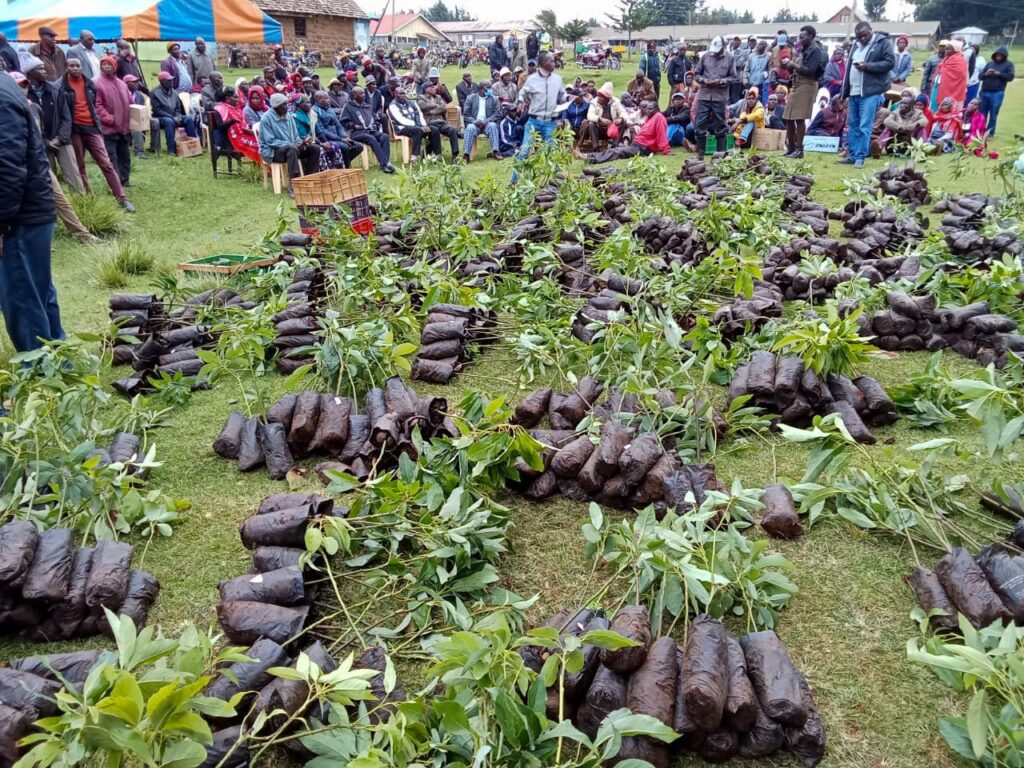 Avocado seedlings distribution to farmers in Nakuru