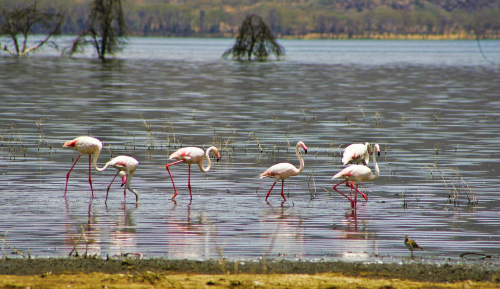 Lake Nakuru in Nakuru County