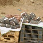 Arrow roots for sale in Ndunduri centre