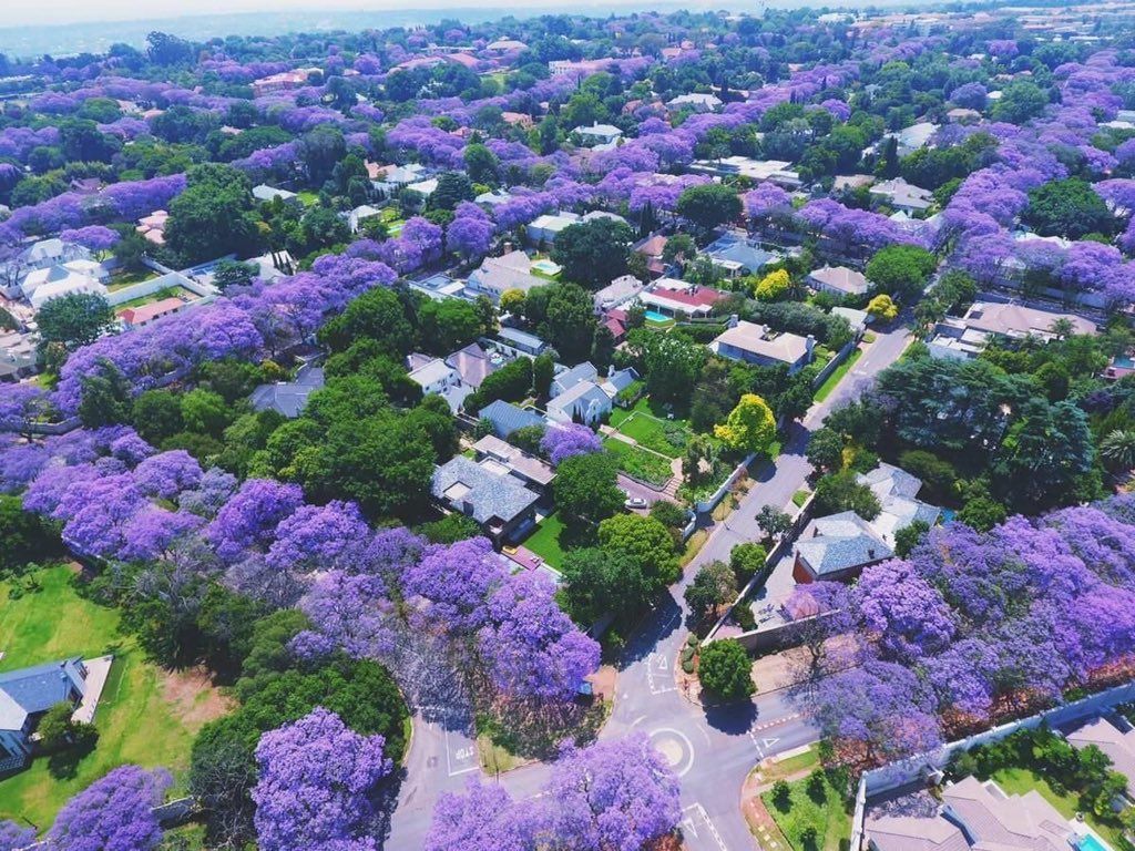 Pretoria Jacarandas