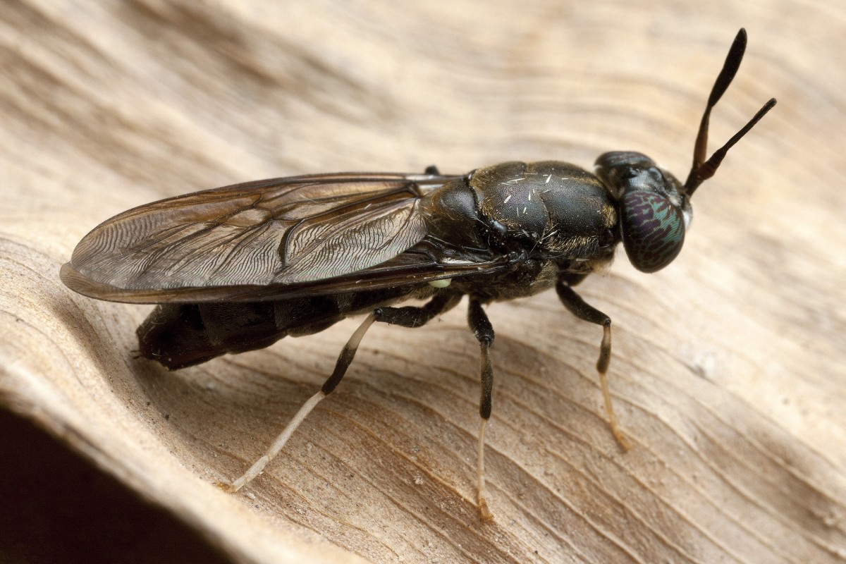 Bull Fly Insect Kenya’s Livestock Sector Eyes Insects as New Protein Source Amid Feed ...